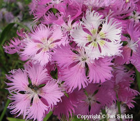 Dianthus x courtoisii 'Halti' - lapinneilikka Dianthus x courtoisii 'Halti' - lapinneilikka